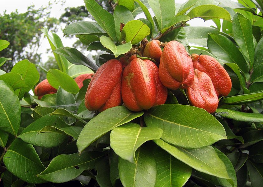 SAFO NYAME HERBAL THERAPEUTICS tweet media