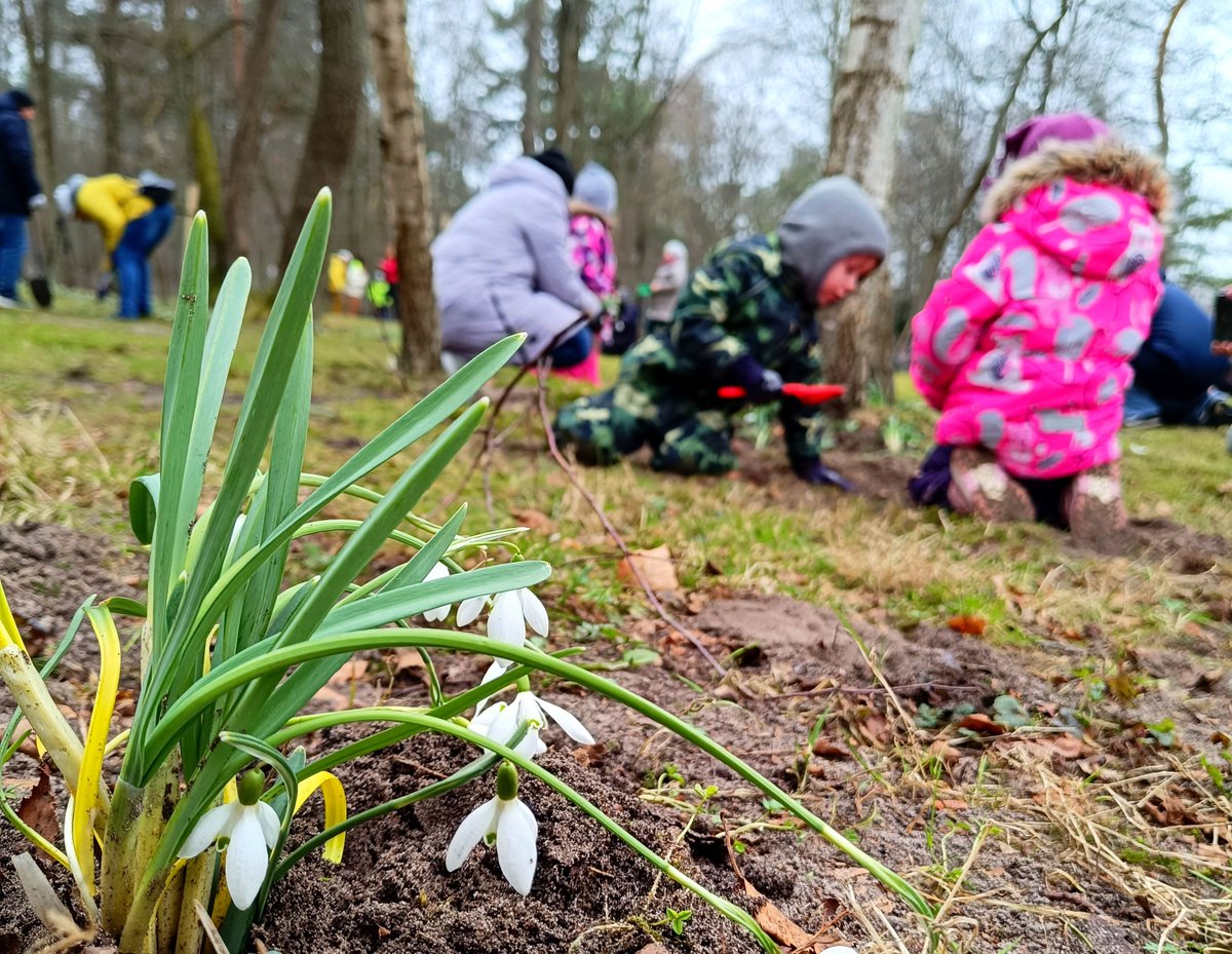 Sestdien, 15. martā plkst. 11.00 Jūrmalas parkā notiks daudziem Ventspils iedzīvotājiem un pilsētas viesiem ierastā un iemīļotā Sniegpulkstenīšu stādīšanas talka. ventasbalss.lv/zinas/vide/520…