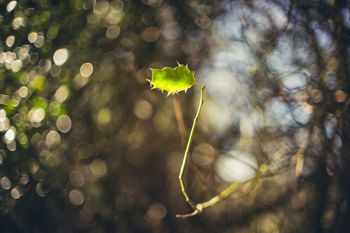 Holly Head Serpent

Using Canon FD 50mm f1.4 on my Sony a7r ... from a walk last weekend in the sunshine ...
... I was going to post this with a contentious opinion, or a spelling mistake, but I'm sure nobody is stupid enough to fall for that sort of idiotic click baiting 🤣