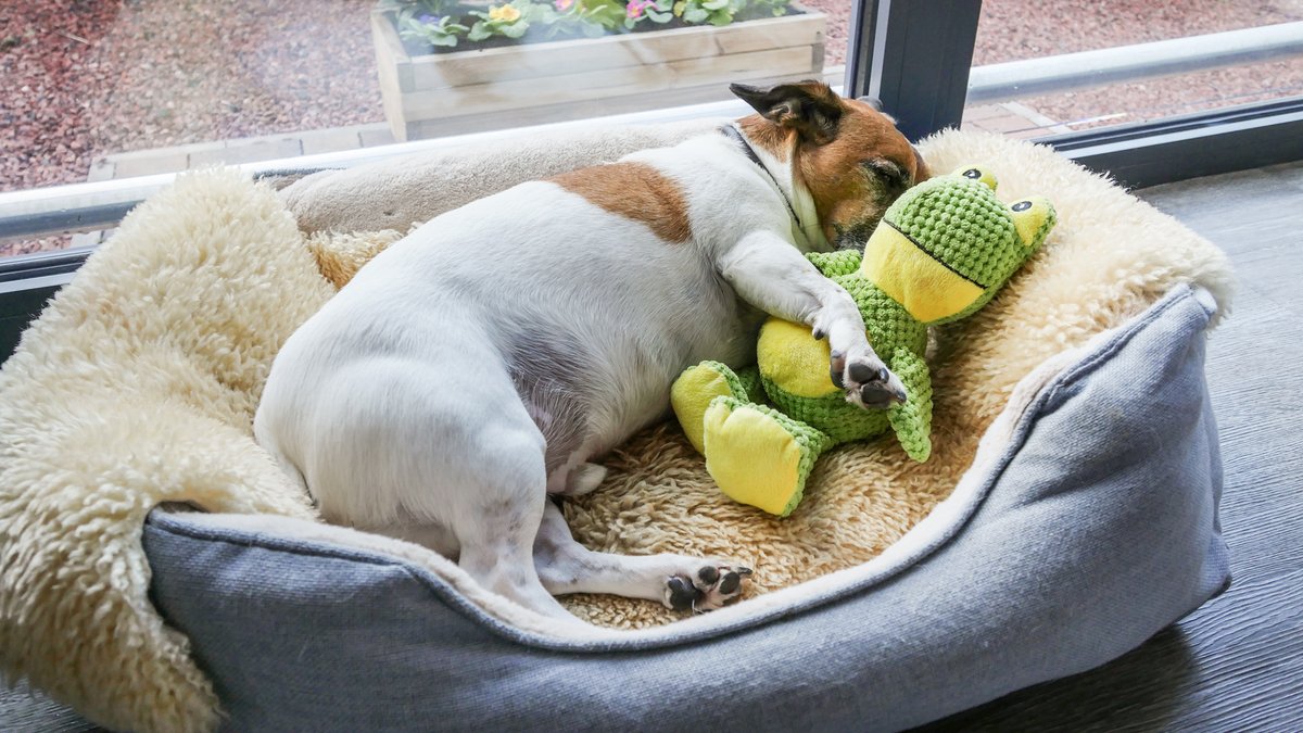 ✨ Searching for an apartment with the wow-factor? Take a peek at North Star! 

📍 The Malthouse, #Alnwick
🛏️ Sleeps 4 + 2 dogs
⭐ Graded 5 stars, with a GOLD award for excellence 

Browse and book online!

#northumberland #accommodation #dogfriendly