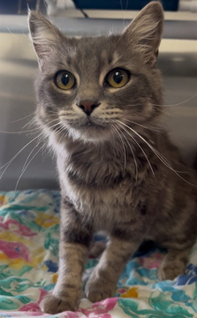 PeterAskin1's tweet photo. Darling "Minnie" of the tabby sort
hopes her death we shall abort!
#DevoreCA Animal shelter is an awful disgrace
& we can help this sweet doll win the race!
Adopt if #Ca is where you be
or pledge for rescue & we'll save this she! 🙏
Phone: (909) 386-9820 (Press 2)
https://t.co/5QolAMjXGM…