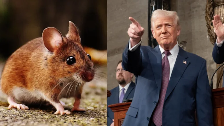 ElnaMbioi62's tweet photo. Transgender vs Transgenic Mice: Trump addressed a joint session of Congress this week and said the Biden administration spent $8 million on "making mice transgender". 
Transgenic mice are genetically modified mice that have had foreign DNA introduced into their genome, a process that is typically done to study the function of specific genes, model human diseases, or test potential treatments.