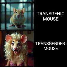 ElnaMbioi62's tweet photo. Transgender vs Transgenic Mice: Trump addressed a joint session of Congress this week and said the Biden administration spent $8 million on "making mice transgender". 
Transgenic mice are genetically modified mice that have had foreign DNA introduced into their genome, a process that is typically done to study the function of specific genes, model human diseases, or test potential treatments.