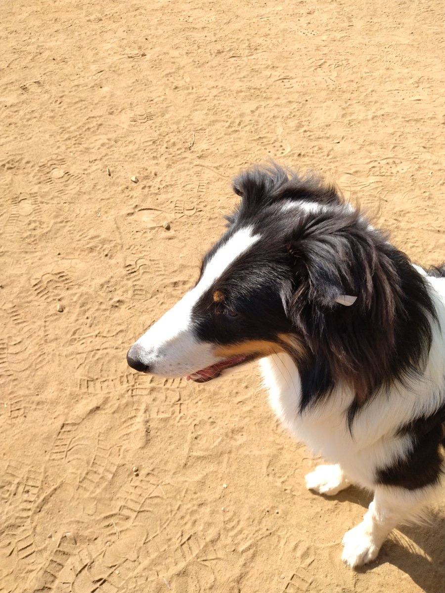 archetype 青木 (@h26aoki) on Twitter photo 2025年3月7日朝9時 愛犬が迷子になりました、茨城県稲敷郡河内町生板郵便局付近 必死で探してます。 2025年3月7日朝9時 愛犬が迷子になりました、茨城県稲敷郡河内町生板郵便局付近 必死で探してます。