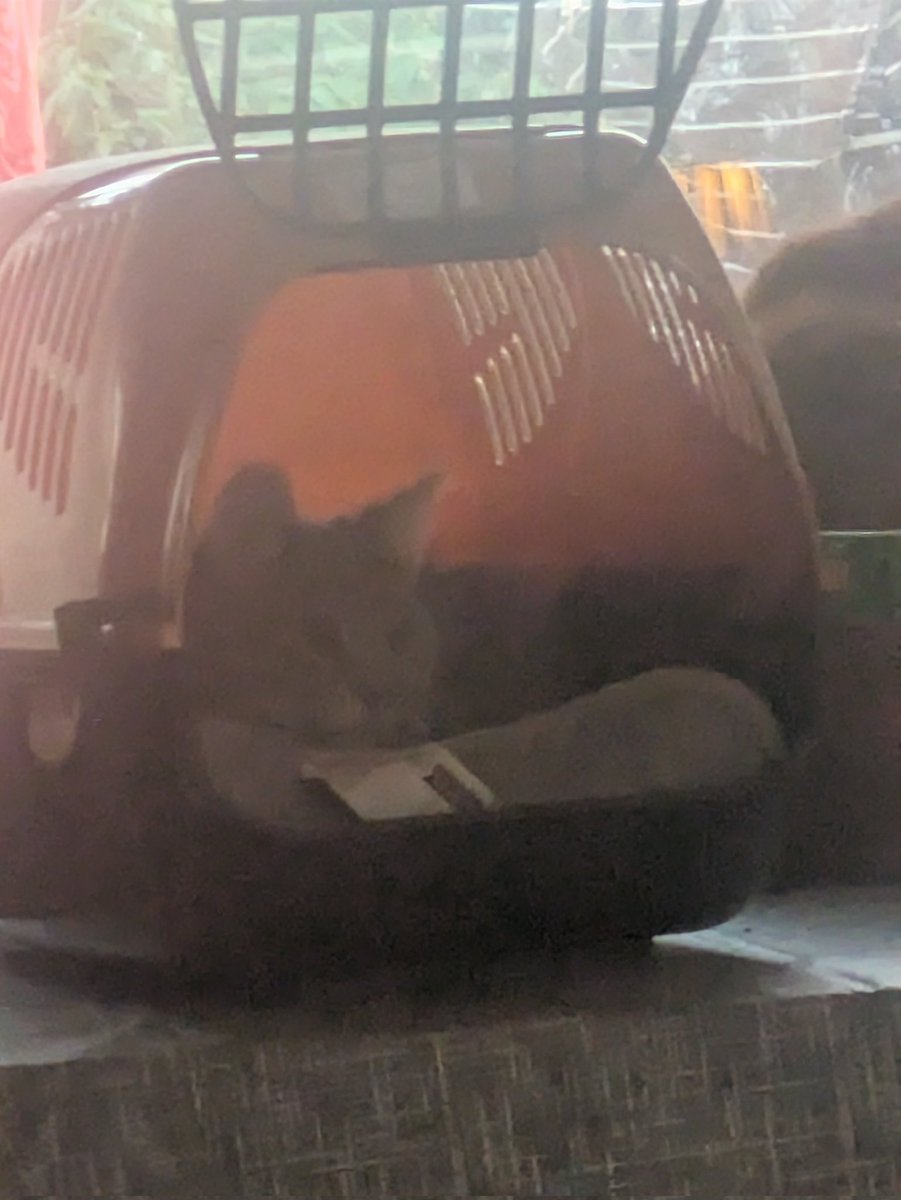 Zojuist Remy naar da gebracht ,  gaat een jeweetwel kater worden,  en krijgt een gebitsbehandeling . . 
Duimen jullie mee ?