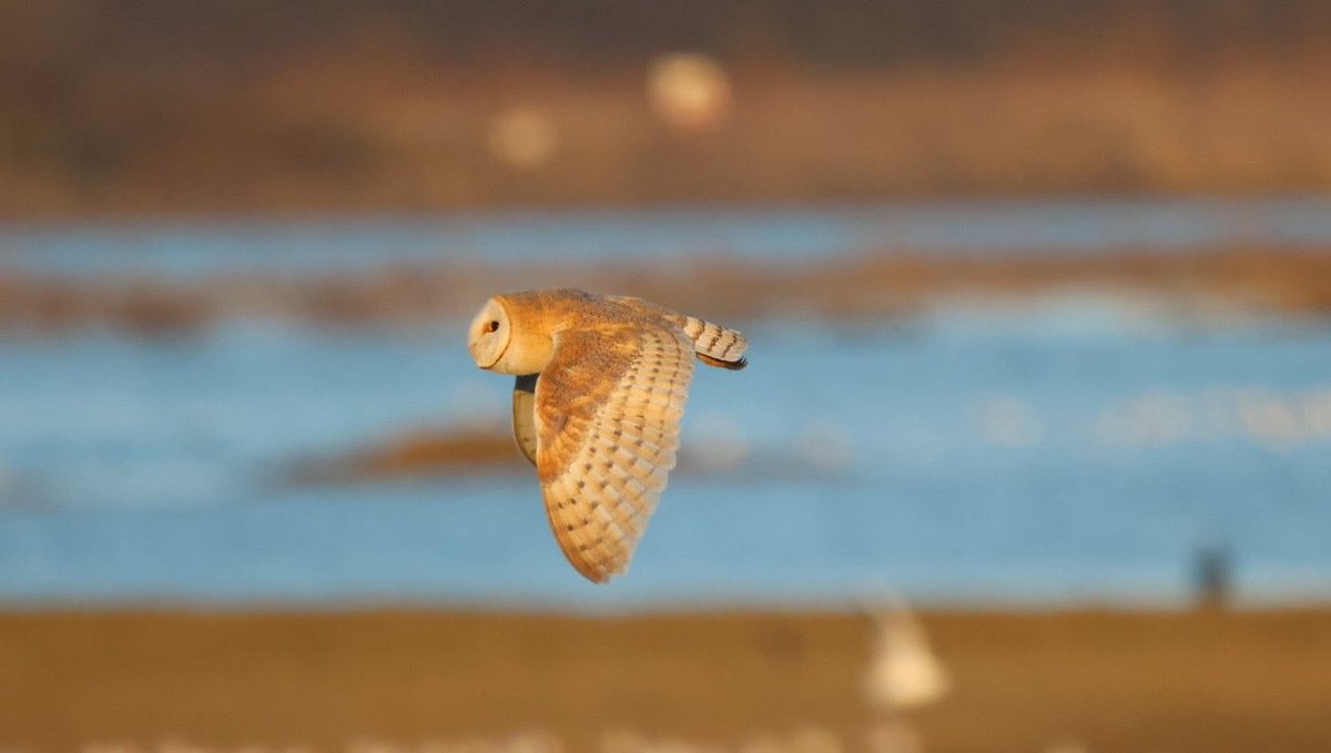 What a lovely experience watching this Barn Owl. #NaturePhotography #canonphotography #wildlife #birdphotography