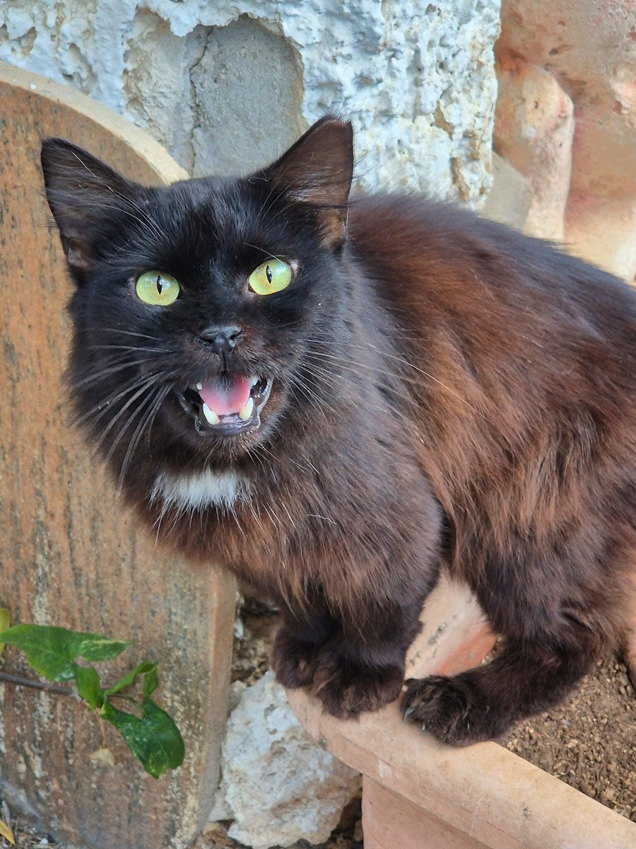 Chachi's Haven tweet media