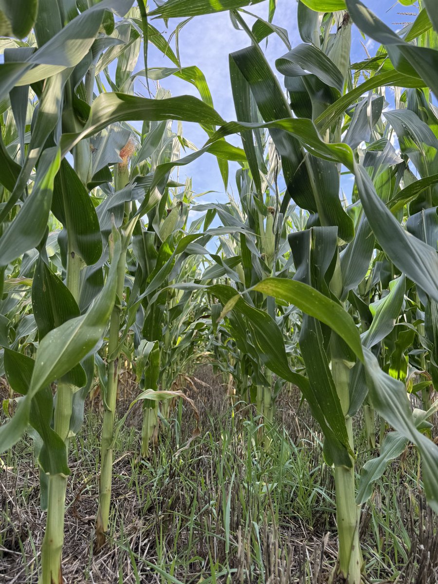 Impecable el ST9741 vip3 siembra de 2da sobre cebada 😎🌽 FS:8/12