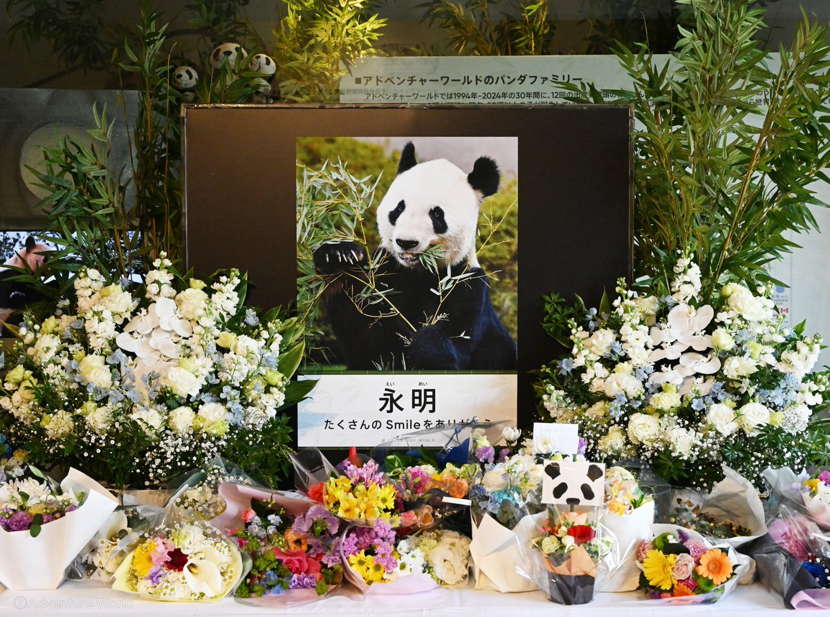 aws_official's tweet photo. 2025年1月25日(土)に32年の生涯を静かに閉じたジャイアントパンダ「永明（えいめい）」を偲ぶ会「永明と紡いだ愛の軌跡　～ありがとう、そしてこれからも～」を、4月5日(土)に実施いたします。

今回の偲ぶ会では、「永明」への感謝と敬意を込めて、その足跡をたどる映像の上映や、関係者の皆様からのメッセージ、そしてゲストの皆様と共に「永明」を偲ぶひとときをお届けいたします。
生前、たくさんの愛を受け取り、私たちに多くのものを残してくれた「永明」。
その温もりを心に刻みながら、ともに思い出を分かち合う時間となれば幸いです。

開催日：2025年4月5日(土)
時　間：15:15～（約40分間）
会　場：ビッグオーシャン
※イベントの詳細につきましては、決まり次第お知らせいたします。

▽詳しくはこちら
https://t.co/Q3e6NNSGaW