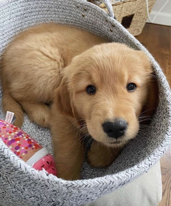 Animal_fanlover's tweet photo. https://t.co/6q0TV2XVAR