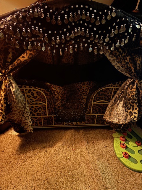 PazzNiko_Cat's tweet image. Want your professional opinions..  Odie, Bunty and TJ.
This is my Nip Bed and my Nip Rug... mum is threatening  to WASH  the NipRug  AGAIN.. ... like man that defeats the whole purpose of a Nip Rug doesn&apos;t it!!  #nipclub  @OdieOrville  @BuntyMayflower  @TJS12145