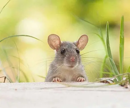 dmvsmp's tweet photo. DMV SMP user DeathDay_ has officially been caught eating mice‼️

Do you blame him or is this normal⁉️🤤 https://t.co/7tQRR5Ygde