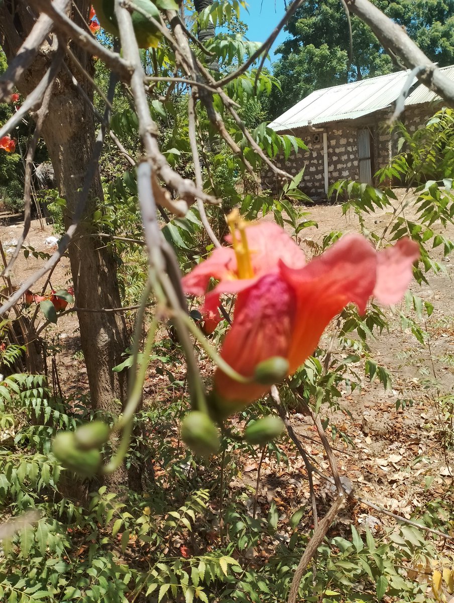 Aren't indigenous trees beautiful. Stumbled on this one in full bloom at the height of drought though I don't knw it's name. Nature is Soo amazing.#Banks, #Mzee, #Maraga, #NHIF