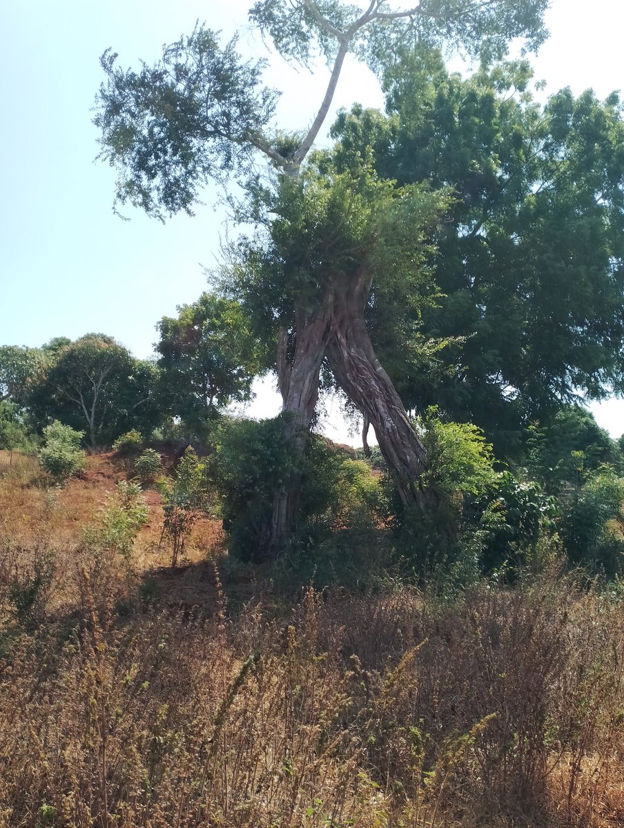 Nature has its own artistry. This one I don't know its name but it definitely took time to finesse. Nature is amazing. #NHIF, #Maraga, #Brekko, #Dalot