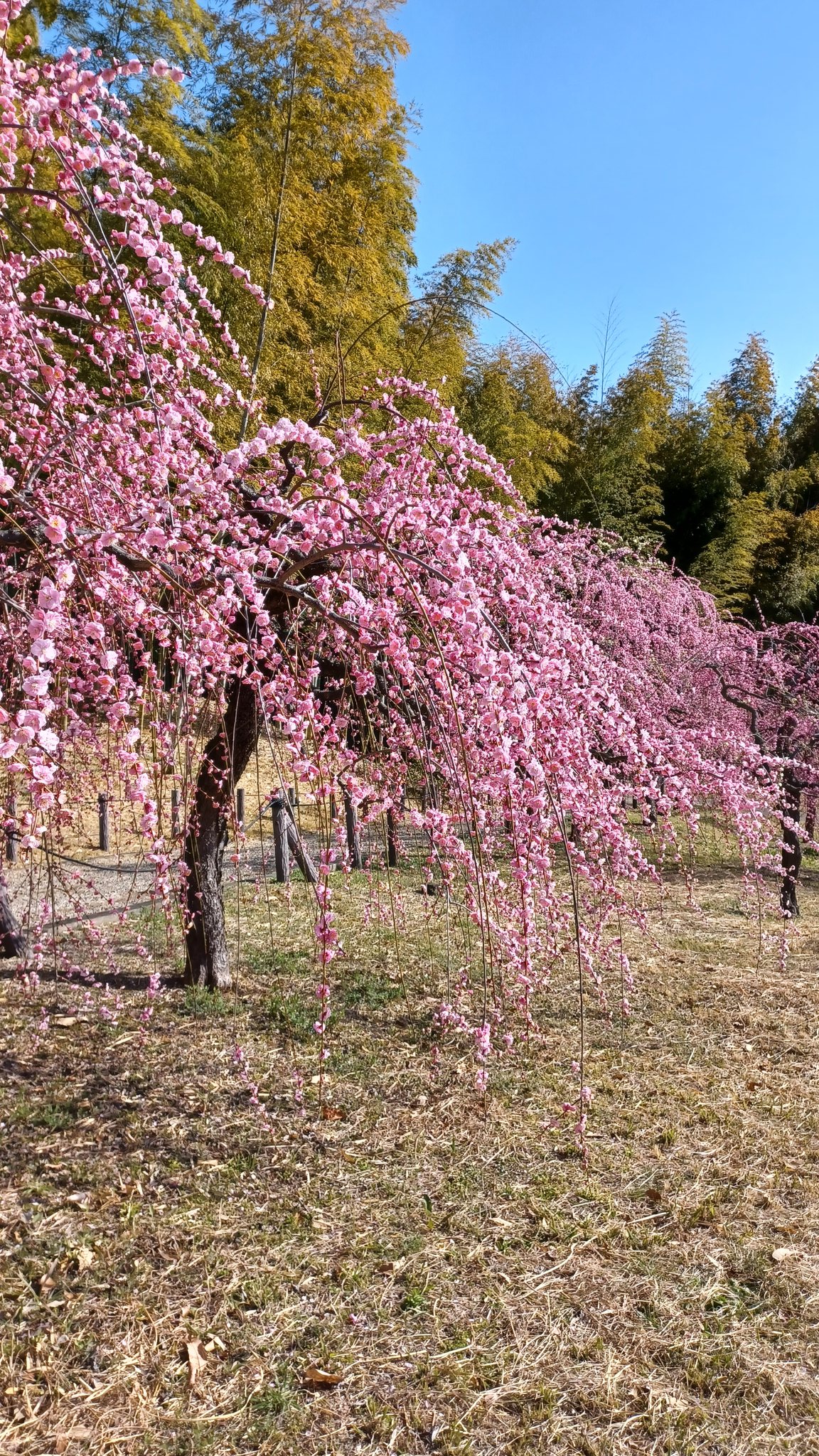 中古】 花は後宮にあり！ 正妃擁立と花梅のやくそく / 高丘