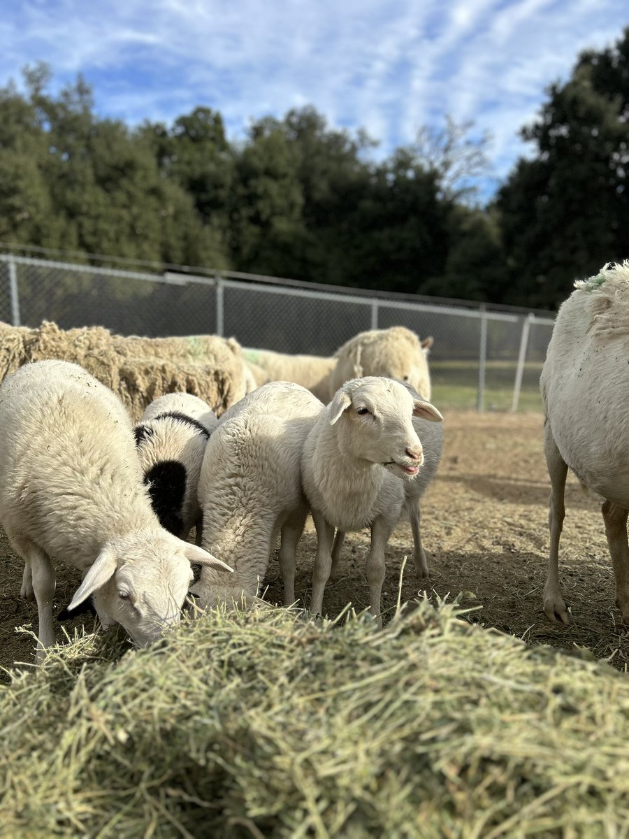 JeremiahDGraham's tweet photo. Getting to spend time with our sheep is relaxing. It is lambing season — and it feels like an early spring this year. https://t.co/Hybkm2UKsi