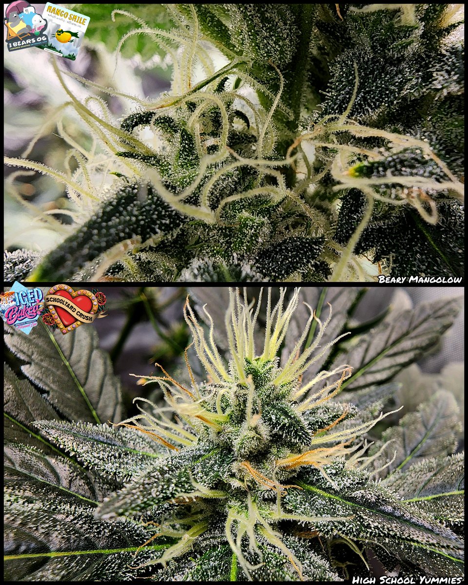 stealthmode204's tweet photo. Day 58 - left them alone mostly. Here are some lowers.  

#remonutrients #growtent #homegrow #autoflowers #cannabis #cannabiscommunity #microgrowery #indoorgrow #showyourgrow #mephistogenetics https://t.co/bsJgi2do2t