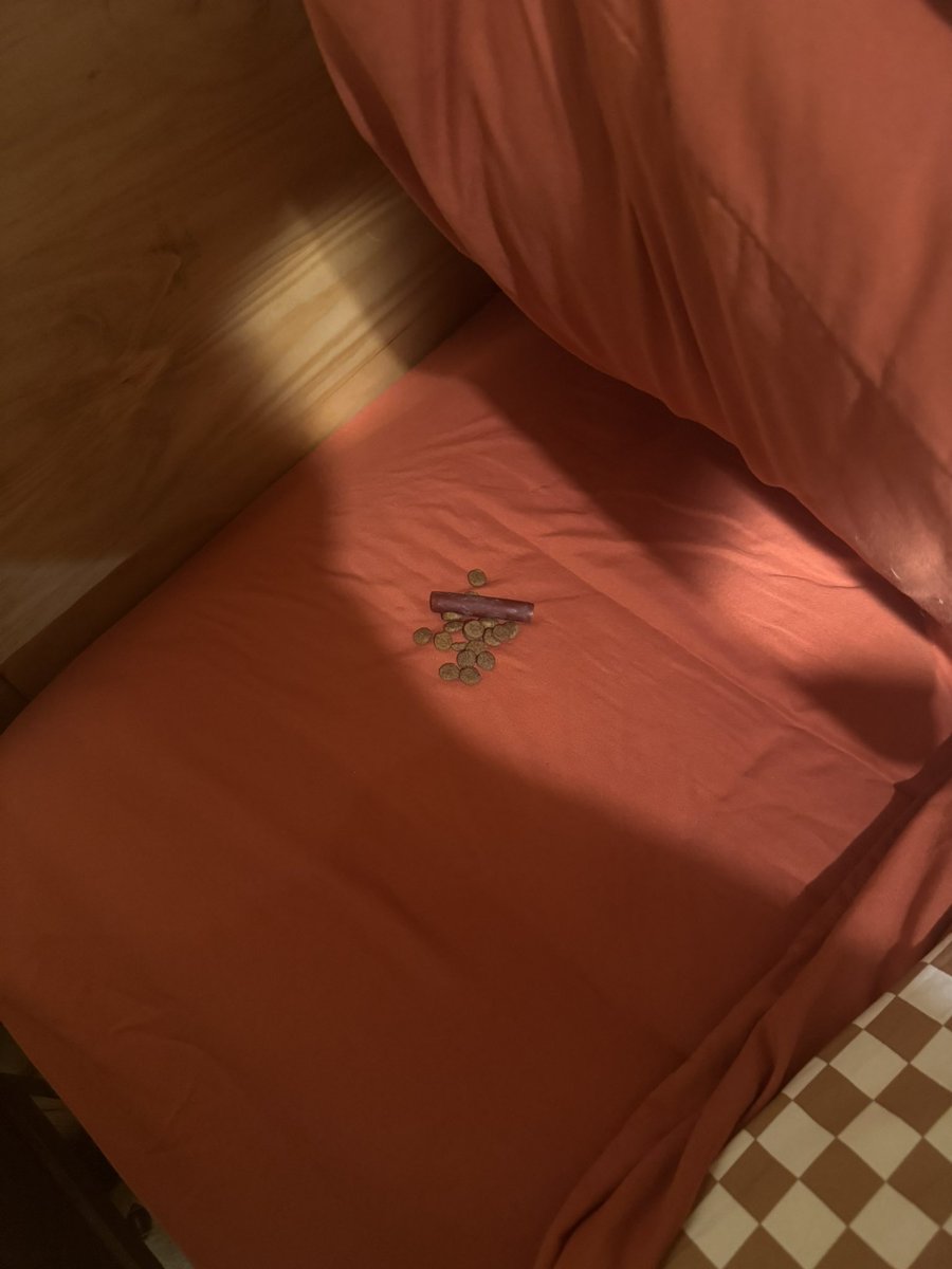 schmal_pal's tweet photo. Crawling into bed and this is what I find… Zig the street dog hoarder might have gone to far with this time. https://t.co/MY0IwmJAAu