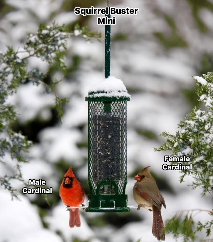 Bromebirdcare's tweet photo. Our Squirrel Buster Mini offers a snug spot for this cardinal duo, proving that even our smallest feeder can bring immense joy. Drop a ❤️ if cardinals are your daily dose of inspiration! https://t.co/O1OOADf7A4 #BackyardBirds #SquirrelBusterMini #CardinalLove #WinterBirding https://t.co/gAFuNoKH2J