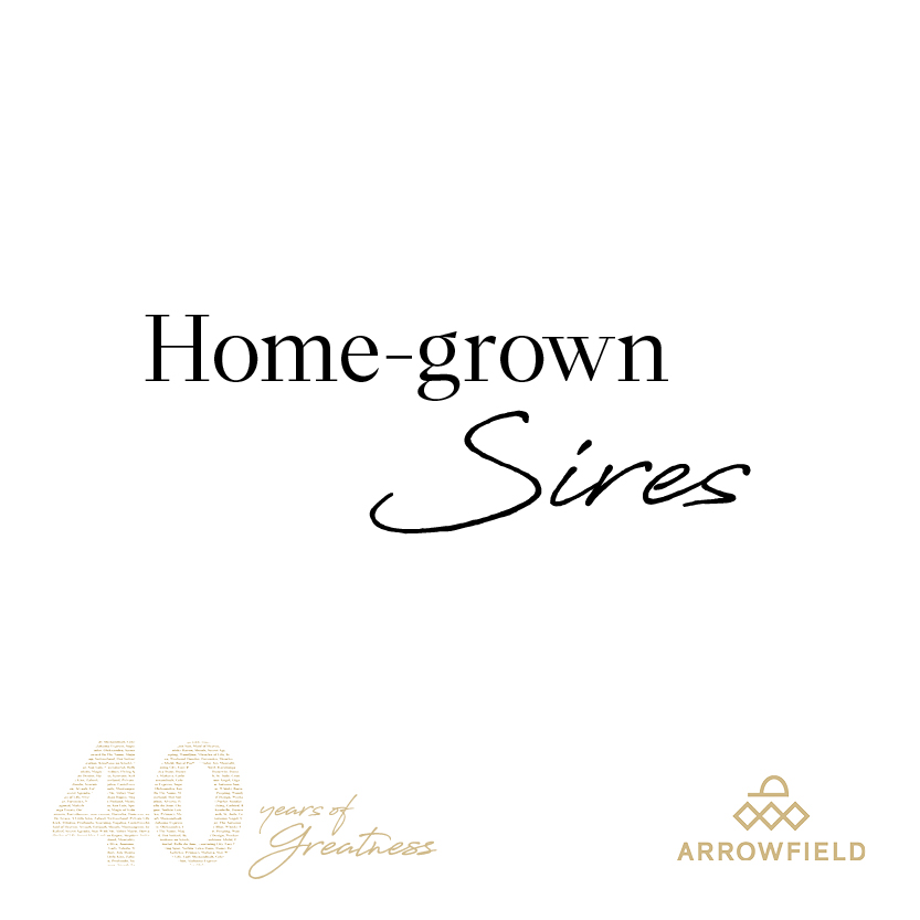 ArrowfieldStud's tweet photo. Our history is full of home-grown Champion & Group 1 sires including current residents The Autumn Sun, Castelvecchio & newcomer Hitotsu, plus Danzero, Flying Spur, Beneteau and the much-loved Not A Single Doubt. #40YearsOfGreatness https://t.co/OaVmACzVcA