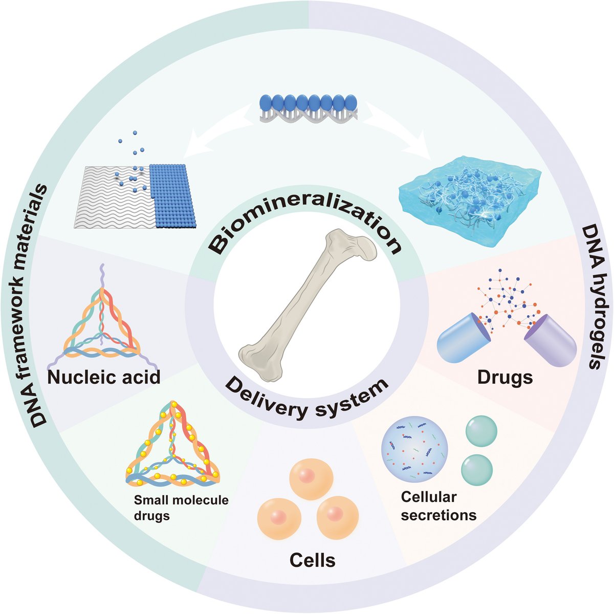 Our recent review at Fundamental Research is online! We explores the innovative applications of programmable DNA-based biomaterials in bone tissue engineering. Check it out here➡️
sciencedirect.com/science/articl…