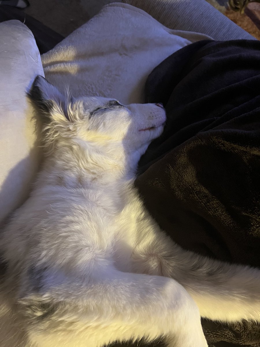 Shhhhhhhhh ……the puppy is asleep. She just takes power naps and then she will be back to crazy! Lol Don’t wake her up lol