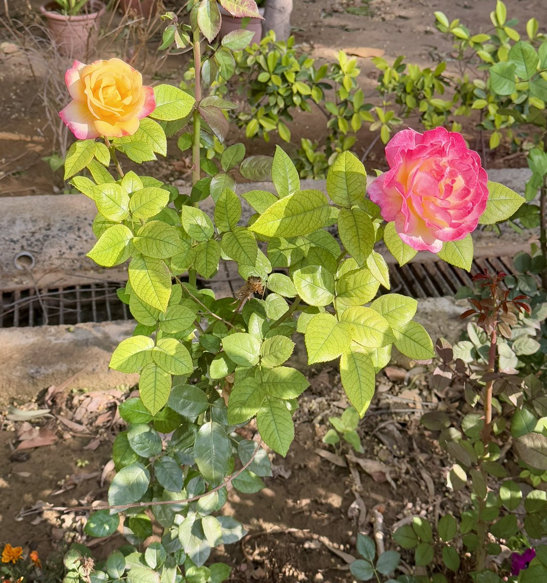 Iamjyotithakur's tweet image. Mystry and mastery #NaturePhotography #Rose #DelhiSpring