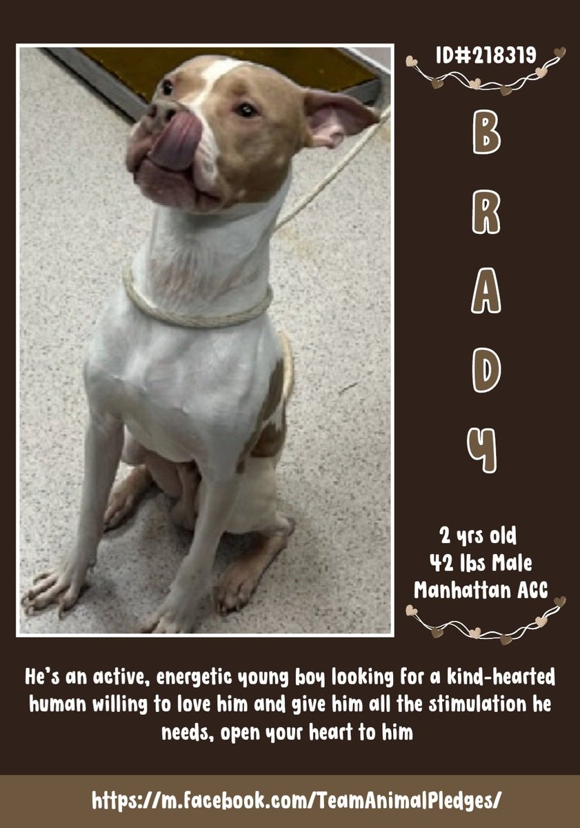 CharBolen's tweet photo. BRADY #218319 2yr old Boy 💗💗 #NYCACC⚠️
#SaveHisLife⚠️ KILL LISTED 3-8💔 HELP HIM ⚠️
BEAUTIFUL YOUNG BOY IS IN GREAT DANGER ⚠️
VERY LITTLE TIME LEFT TO SAVE HIS LIFE 😭💔
#ADOPT HIM ⚠️
#FOSTER NEEDED ⚠️
#RESCUE NEEDED ⚠️
#Pledge4Rescue BRADY NEEDS PLEDGES ⚠️
SAVE HIS LIFE https://t.co/cMHGcFzwzs