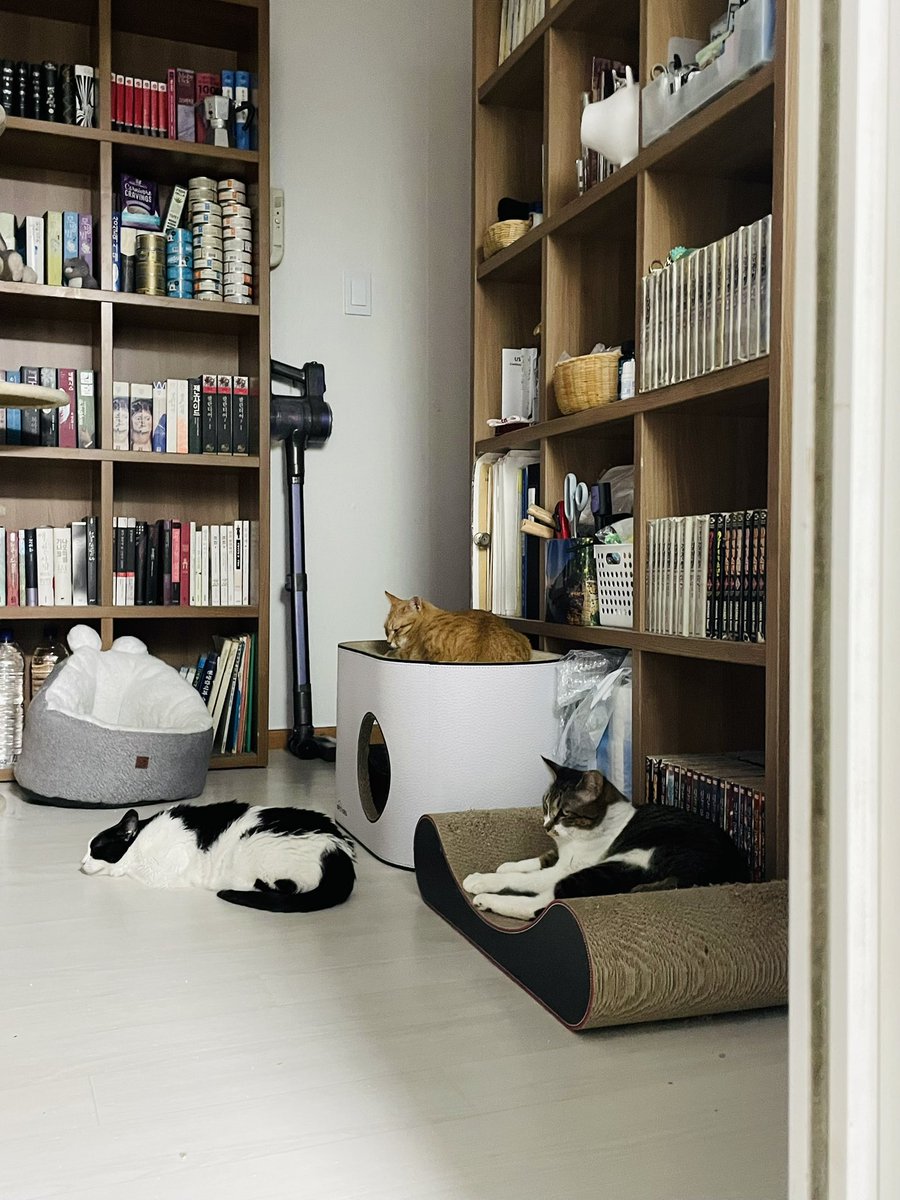 이제 하숙집 설화언니랑도 잘 있는 그레테리🤎 밤에는 둘다 내려와 있어요👍🏻 기특하고 씩씩한 헨젤과 그레텔💛🤎 너무 귀여운 쁘띠뽀짝 남매입니다🫶🏻 #헨젤과그레텔 #제리와테리 #고양이입양홍보 #고양이는사랑입니다 #사지말고_입양하세요 #동반입양