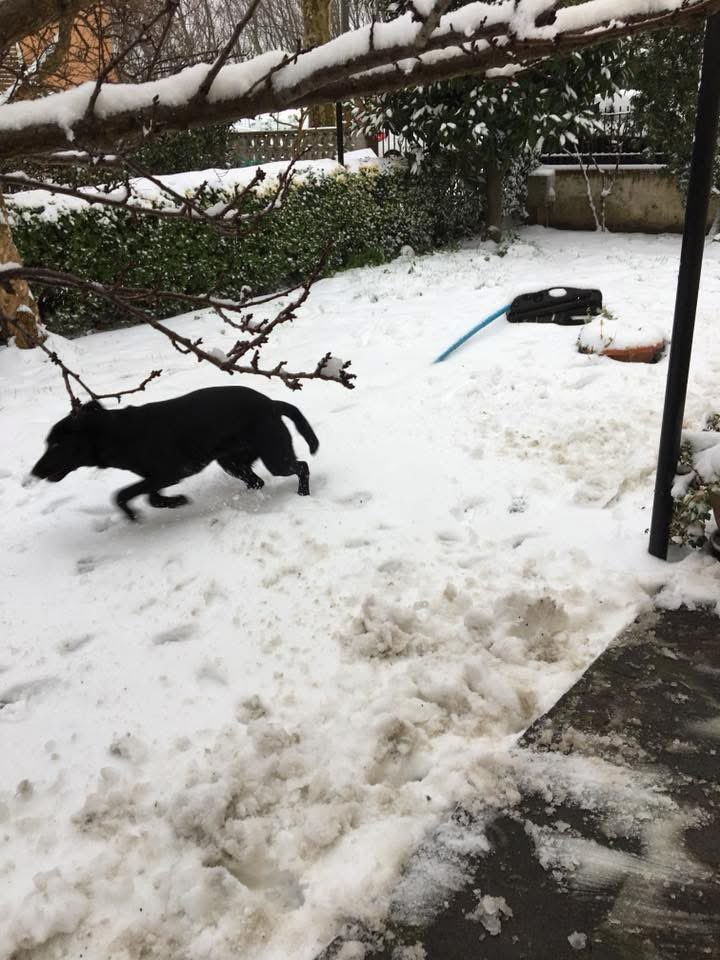 morinatre's tweet photo. 1º Marzo 2018 ricordi di una nevicata con Olivia ❤️ https://t.co/UJ1juMLzea