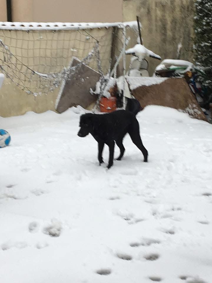 morinatre's tweet photo. 1º Marzo 2018 ricordi di una nevicata con Olivia ❤️ https://t.co/UJ1juMLzea
