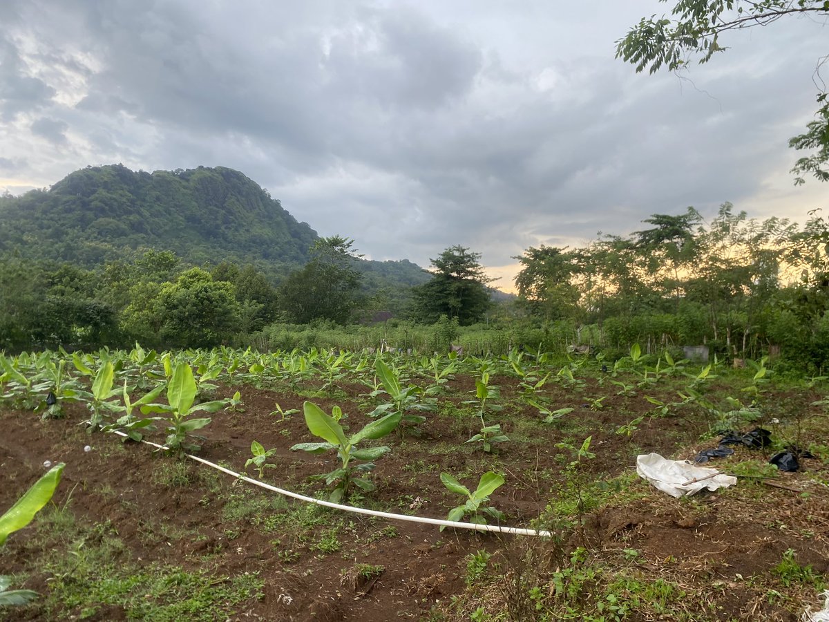 archyos's tweet image. suasana desa adalah healing sesungguhnya