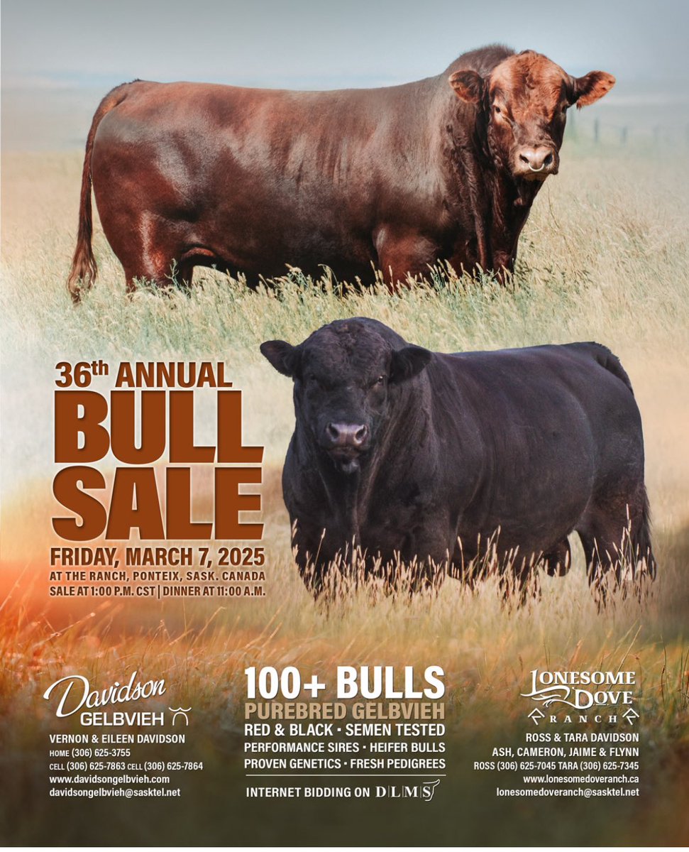 Sale day, March 7, 1pm, CST! Ponteix, SK
Largest #gelbvieh bull sale in 🇨🇦 Come on down or check it out on DLMS!