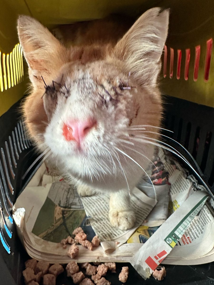 coloristcat's tweet photo. Arkadaşlar Acil durum, 2 gözü de İBB’de alınan 2 kedi bugün geri geldi ve gidecek yerleri yok, hastane bahçesine  salınacaklar, el birliğiyle bu çocuklara yuva bulmamız lazım. İkisi de Erkek, sarman, kısır ve uysallar
İletişim: Sevgül Varol
0538 3924021 https://t.co/jlafF1ET81