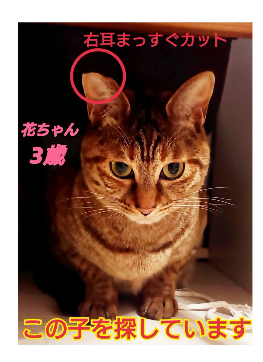 猫を探しています。花ちゃん3歳。麦わら猫または、茶系のキジトラ。身体は明るい茶色ですが、尻尾は尾先にいくほどグレー×黒色の縞々模様です。2024年4月11日横浜市金沢区富岡東の自宅から外に出てしまい行方不明です。
#猫を探しています 
#拡散希望  
#リポストお願いします 
#横浜市金沢区