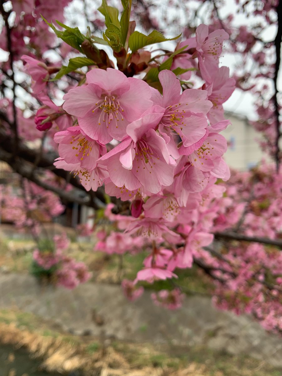 acceluniverse's tweet photo. 河津桜がきれいな季節となりました🌸
昨年より遅れていましたが、今年も癒やされました☺️

気持ちの切り替えの大切さを感じる日々で、季節のお花の存在はありがたいです🙏

今週もお疲れ様でした！

#企業公式がお疲れさまを言い合う 
#企業公式春のフォロー祭り https://t.co/6D0fSoENfW