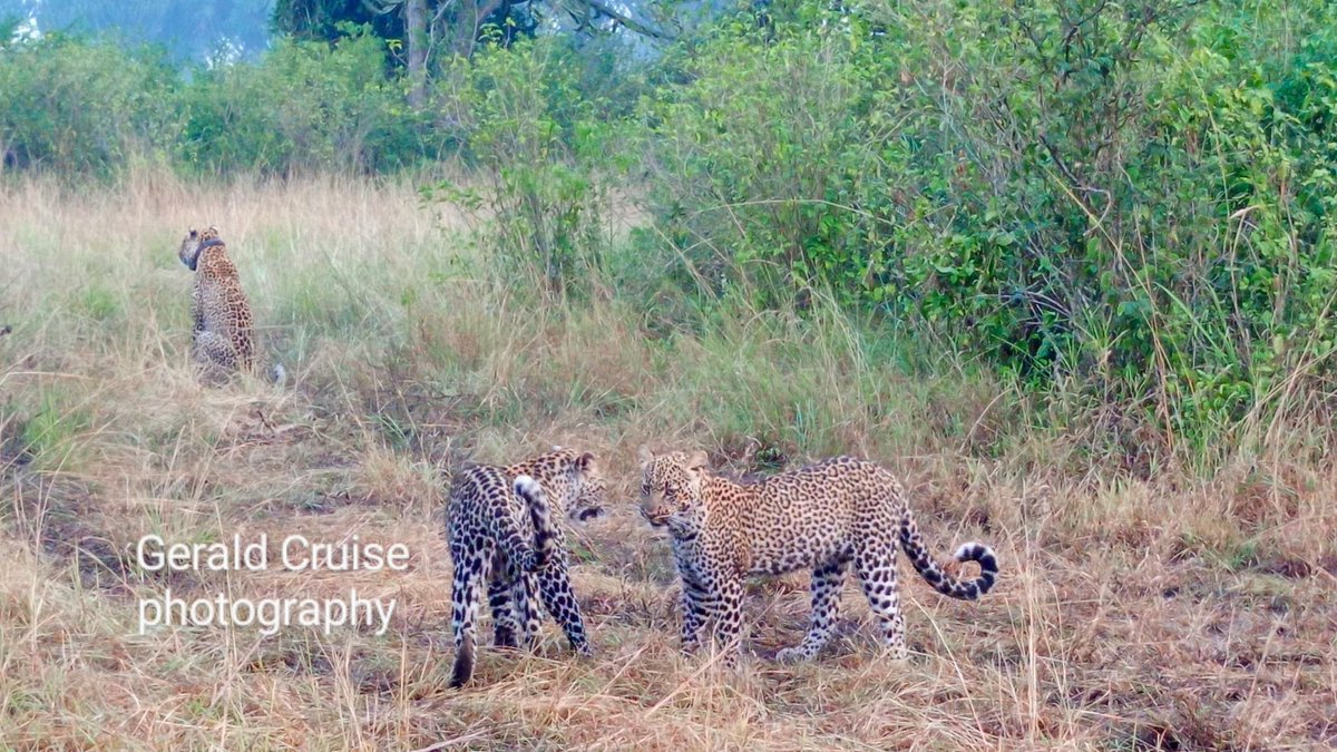 ShumaAfrica2000's tweet photo. After a long drive through the Savannahs of Queen Elizabeth national park, we were rewarded this leap/prowl. Queen Elizabeth is so rewarding let's take you there and let's be your guide. Email shumaafricasafaris@gmail.com or WhatsApp +256785567108 for Bookings https://t.co/HSU2Tqyei1