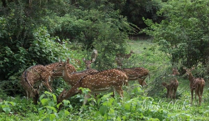 CoreenaSuares2's tweet photo. #Hyderabad:  A campaign will launched against the Congress Govt by Cyberabad residents for it’s decision to auction 400 acres of land in Gachibowli in order to raise funds. 

A 400-acre area between Hillridge and ISB, Gachibowli will be auctioned to raise ₹10,000 crores. This land is four times bigger than KBR—a critical green lung space. 

‘This habitat hosts a wide range of Birds and animals. There are approximately 237 varieties of birds on the campus. It’s one among the few urban forest areas which has animals in natural habitat, like Spotted Deers, Wild Boars, Star Tortoises etc. and Snakes -Indian Rock Python, Vipers, Cobras, Boas, Kraits etc’ protestors tell @SriLakshmi_10 . 

Kancha Gachibowli is one of the few remaining urban forests in Hyderabad.
Destroying it will set a dangerous precedent for other ecologically sensitive areas.

Where will the animals go? Who will speak for them? 

Here comes a group "Savecityforest" from all parts of Hyderabad, who are starting a campaign to save the land and species living. The organisation is making plans to collaborate with lawyers, and environmentalists to save the land.

Report soon on @NewsMeter_In