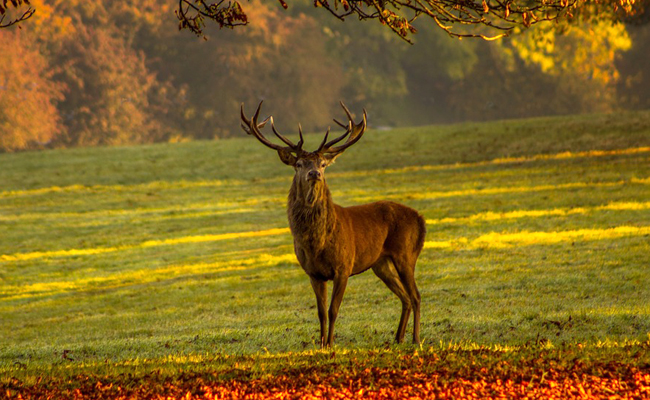 Police de la chasse tweet media