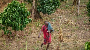 As climate change disrupts coffee production, Equatoria Teak Company is pioneering excelsa farming, gaining global attention and putting South Sudan on the specialty coffee map. independent.co.uk/news/south-sud…