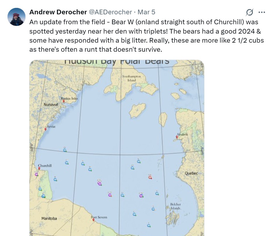 sjc_pbs's tweet image. Post by @AEDerocher yesterday. Apparently, 2024 was a good year for polar bears in W Hudson Bay but you wouldn't know it from the recent media hype. Of course he dismisses the significance of triplet litters. But triplets that survive is how the population grows quickly.