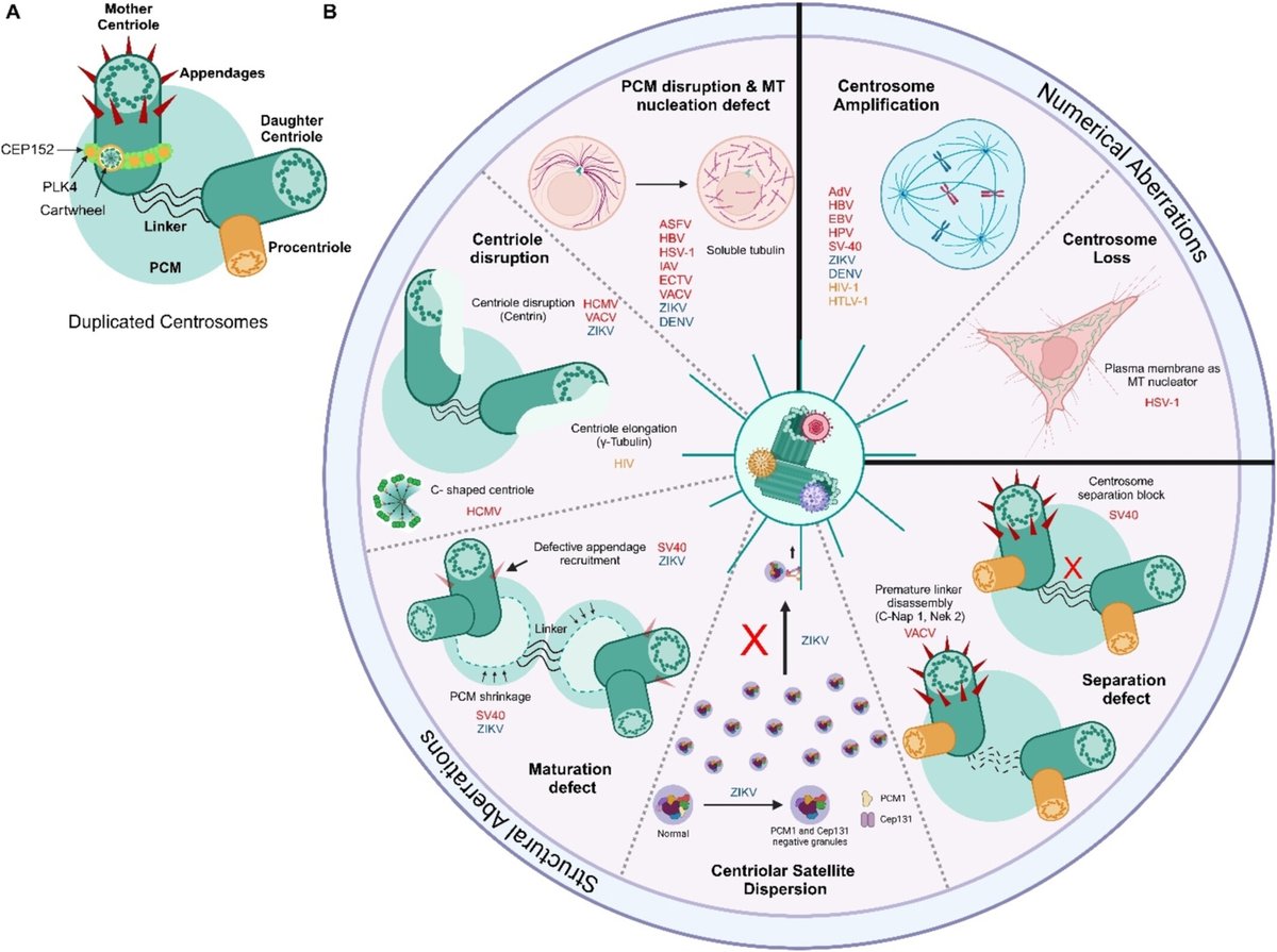 Are you interested in cytoskeletal alterations cause by pathogens?  If so, we have a fantastic #openaccess #review #article for you in #CYTOSKELETON! Betrayal From the Core: Centriolar and Cytoskeletal Subversion by Infectious Pathogens. Find it here: onlinelibrary.wiley.com/doi/full/10.10…