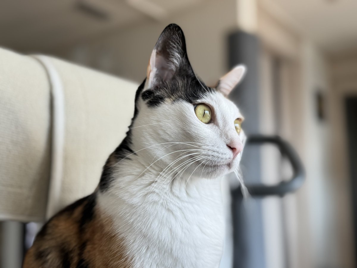 모든 삼색이들이 그런지는 모르겠지만 일단 저희집은..