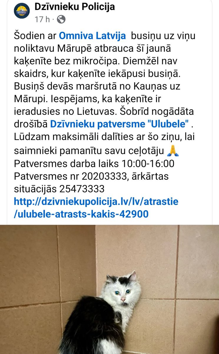 Kaķis brīvsolī 🐾