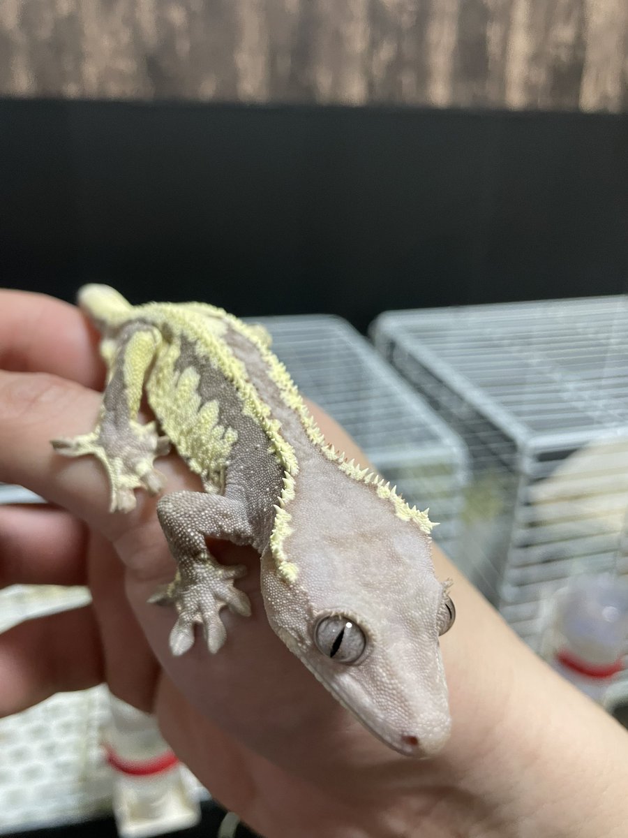 ダウン中もええ色やなぁ
だがカメラでは伝わらん
この子マジで実物の色を見てもらいたい

#クレステッドゲッコー