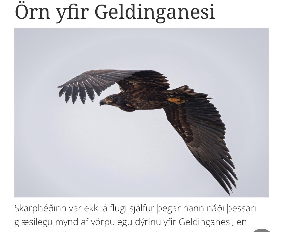 Fyndið. Þekki einmitt einn sem er geldingur á Arnarnesi