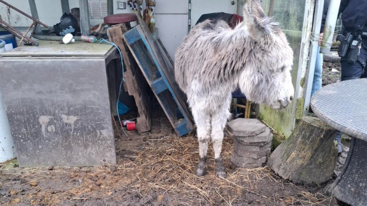 Inspectie_LID's tweet image. We hebben vorige week met de politie drie paarden en een ezel in beslag genomen in Ritthem. Ze waren veel te mager en stonden diep in de blubber. De ezel was ernstig ziek.
#paarden #pony #verwaarlozing
@Pol_Zeeland @Het_OM @Gem_Vlissingen
Lees meer 👇
bit.ly/3QMQz6K