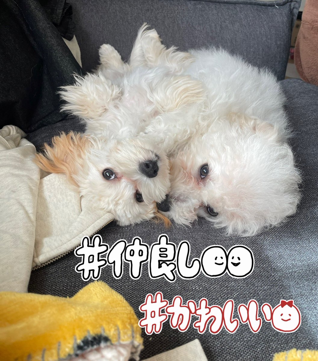 もふもふブラザーズ🐶
眠い時か寝起きは仲良し！
日中はワンプロしてます🤼