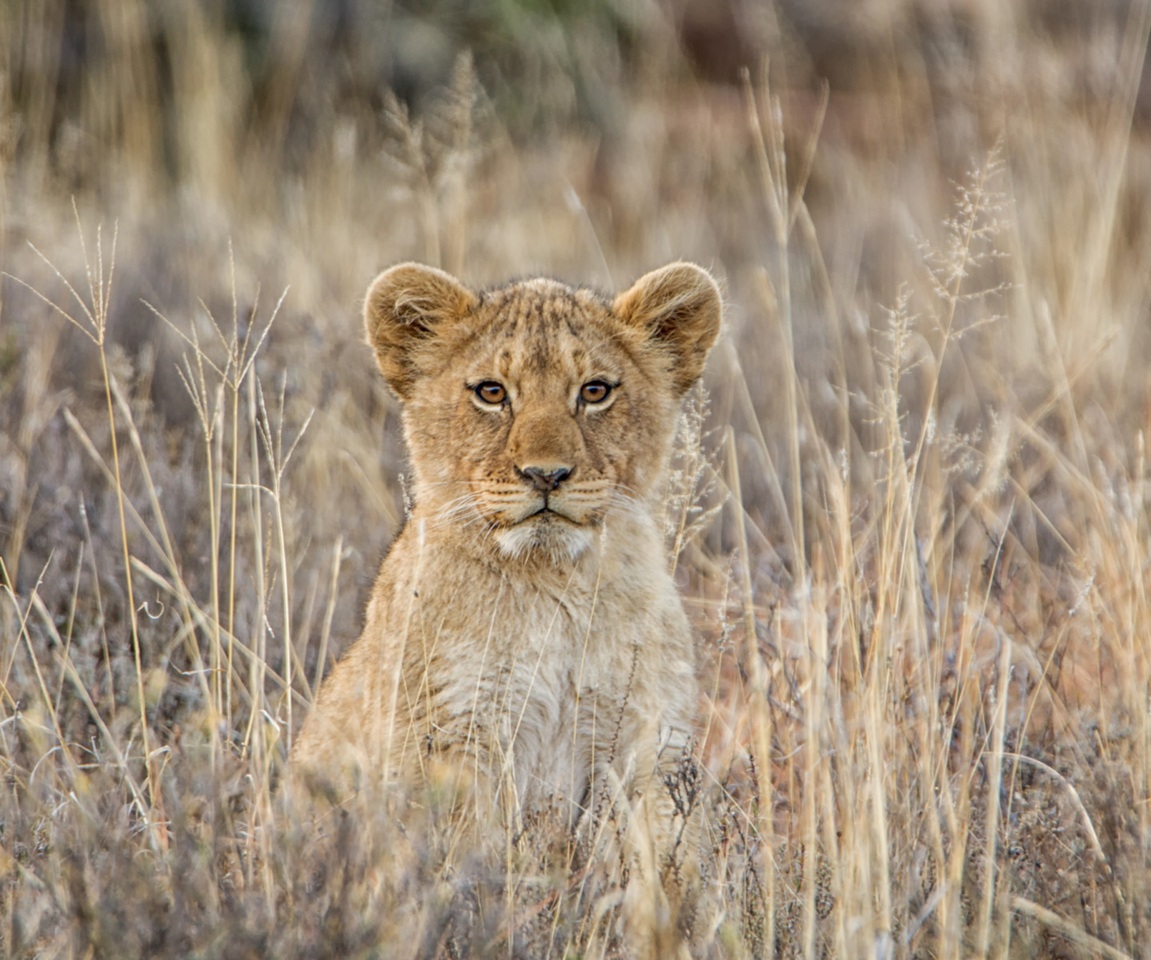 Zamplified's tweet photo. Combatting the Illegal Wildlife Trade: Emirates SkyCargo Fights to Keep Wildlife Wild. Read more here: https://t.co/BDtj9Mkf5k https://t.co/Kg3PpQwirl