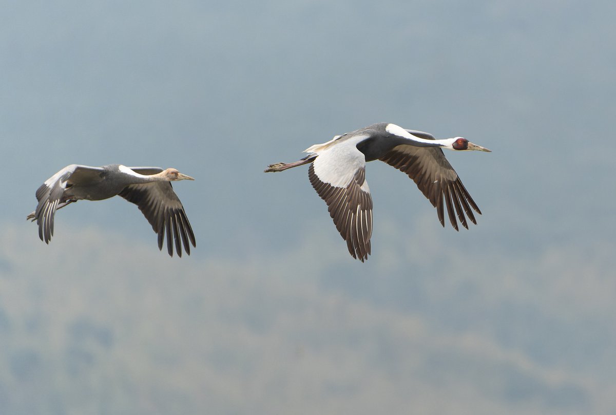 White-naped Crane from Izumi Crane Observation Centre, Kagoshima, Japan.

#Japan2025